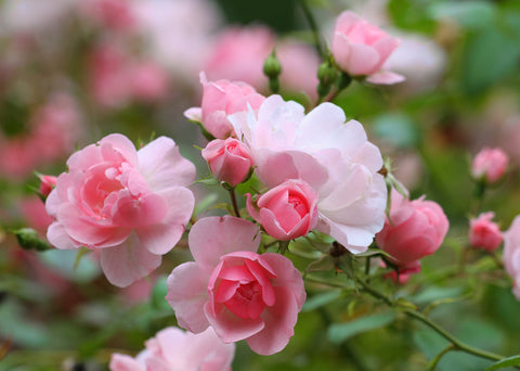 Rose Absolute, Rosa x damascena 5% Dilution - Bulgaria - SAVE Up to 20% OFF!-Single Pure Essential Oil-PurePlant Essentials