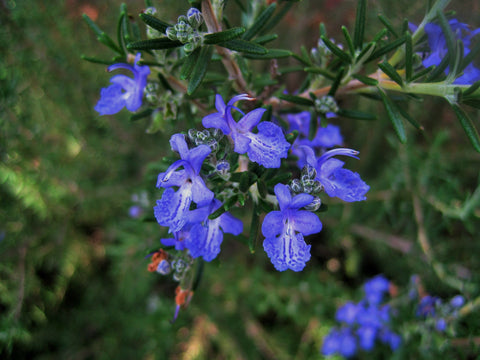 Rosemary, Rosmarinus officinalis ct verbenon - Organic, Corsica - SAVE 30% OFF!-Single Pure Essential Oil-PurePlant Essentials