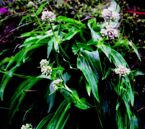 Spikenard Root Oil, Nardostachys jatamansi 10% Dilution - Ethically Wild Crafted Organic, Nepal - CITES CERTIFIED-Single Pure Essential Oil-PurePlant Essentials