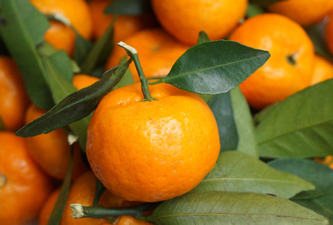 Tangerine Essential Oil, Citrus reticulata - USA-Single Pure Essential Oil-PurePlant Essentials