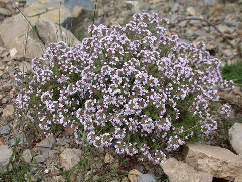 Thyme Oil, Thymus vulgaris - Ethically Wild Crafted Organic, Germany (High Thymol)-Single Pure Essential Oil-PurePlant Essentials