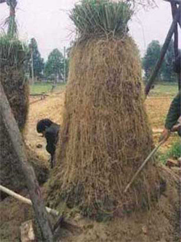 Vetiver Root Oil, Vetiveria zizanioides - Organic, Haiti-Single Pure Essential Oil-PurePlant Essentials