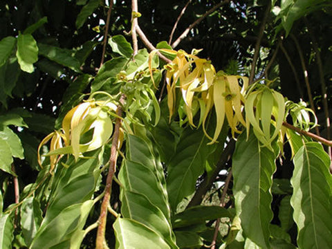 Ylang Ylang Oil, Cananga odorata — Ethically Wild Crafted Organic, Madagascar-Single Pure Essential Oil-PurePlant Essentials
